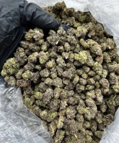 pound of Biscotti strain 454 GRAMS