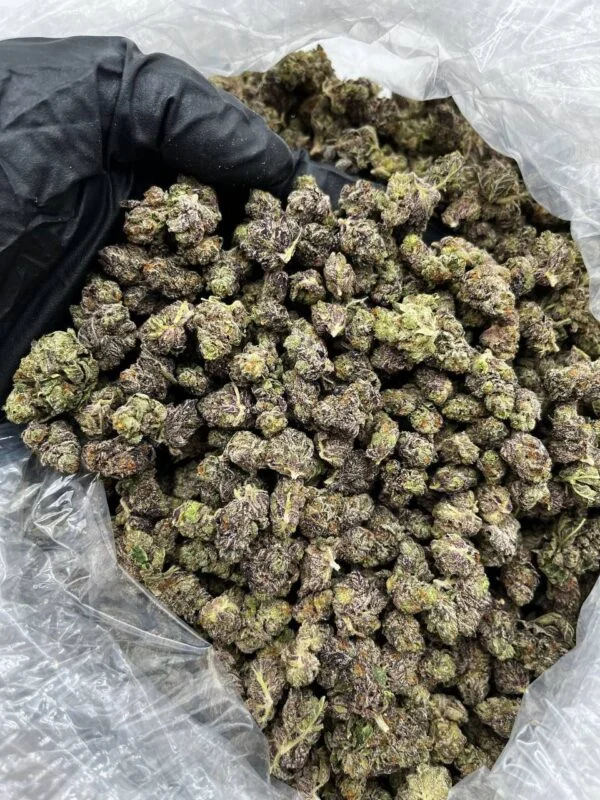 pound of Biscotti strain 454 GRAMS