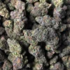 Gelato Weed strain For sale