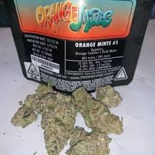 Jungle Boys Orange Mints