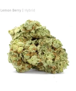 Lemon slushie strain